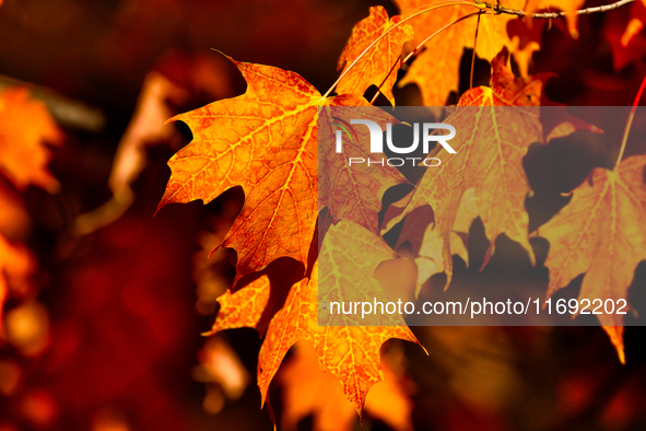 Colorful leaves appear during the autumn season in Markham, Ontario, Canada, on October 20, 2024. 