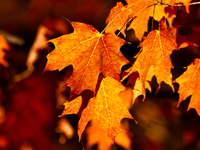 Colorful leaves appear during the autumn season in Markham, Ontario, Canada, on October 20, 2024. (