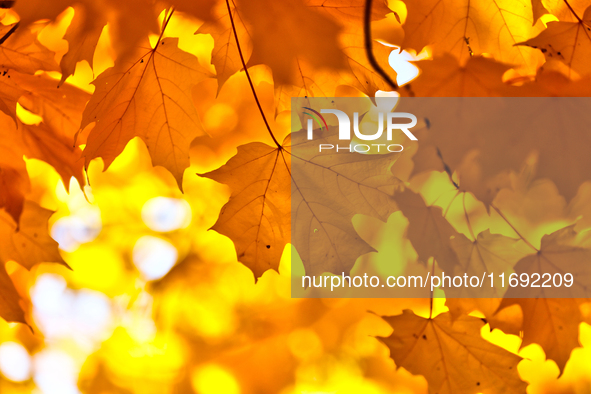 Colorful leaves appear during the autumn season in Markham, Ontario, Canada, on October 20, 2024. 