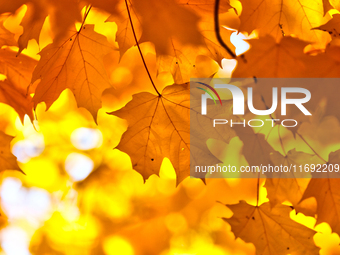 Colorful leaves appear during the autumn season in Markham, Ontario, Canada, on October 20, 2024. (