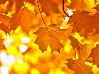 Colorful leaves appear during the autumn season in Markham, Ontario, Canada, on October 20, 2024. (