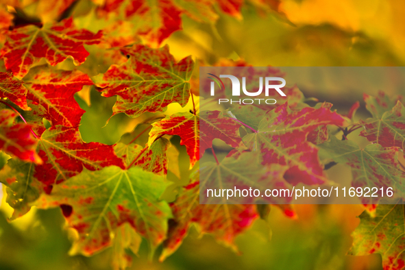 Colorful leaves appear during the autumn season in Markham, Ontario, Canada, on October 20, 2024. 