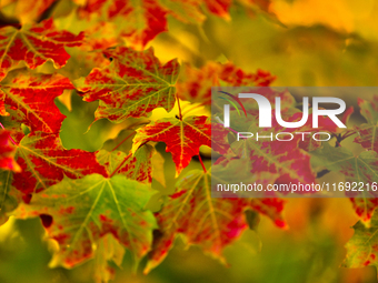 Colorful leaves appear during the autumn season in Markham, Ontario, Canada, on October 20, 2024. (