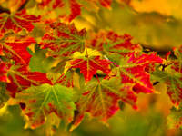 Colorful leaves appear during the autumn season in Markham, Ontario, Canada, on October 20, 2024. (