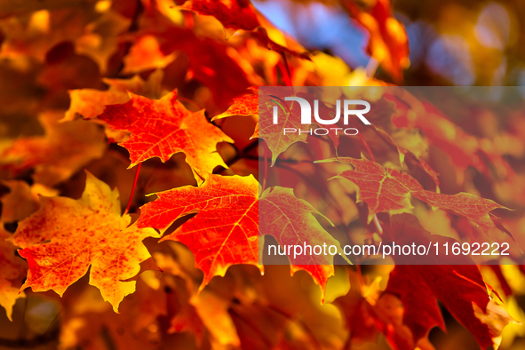 Colorful leaves appear during the autumn season in Markham, Ontario, Canada, on October 20, 2024. 