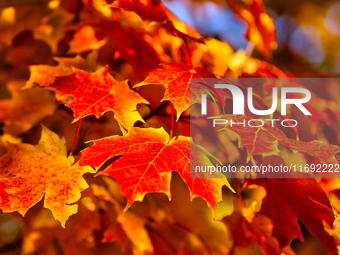 Colorful leaves appear during the autumn season in Markham, Ontario, Canada, on October 20, 2024. (