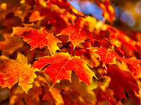 Colorful leaves appear during the autumn season in Markham, Ontario, Canada, on October 20, 2024. (