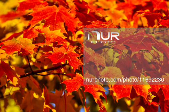 Colorful leaves appear during the autumn season in Markham, Ontario, Canada, on October 20, 2024. 