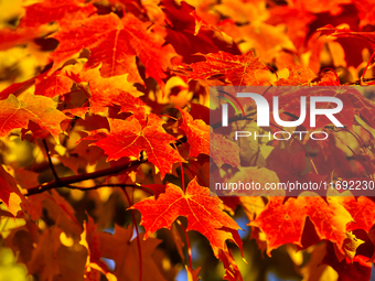 Colorful leaves appear during the autumn season in Markham, Ontario, Canada, on October 20, 2024. (