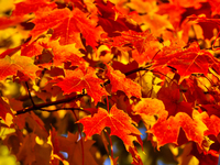 Colorful leaves appear during the autumn season in Markham, Ontario, Canada, on October 20, 2024. (