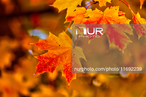 Colorful leaves appear during the autumn season in Markham, Ontario, Canada, on October 20, 2024. 