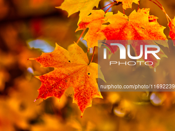 Colorful leaves appear during the autumn season in Markham, Ontario, Canada, on October 20, 2024. (