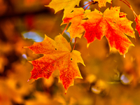 Colorful leaves appear during the autumn season in Markham, Ontario, Canada, on October 20, 2024. (