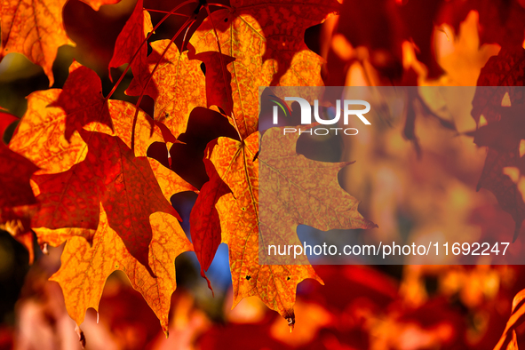 Colorful leaves appear during the autumn season in Markham, Ontario, Canada, on October 20, 2024. 