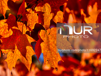 Colorful leaves appear during the autumn season in Markham, Ontario, Canada, on October 20, 2024. (