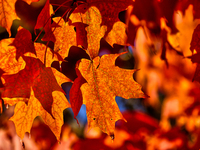 Colorful leaves appear during the autumn season in Markham, Ontario, Canada, on October 20, 2024. (