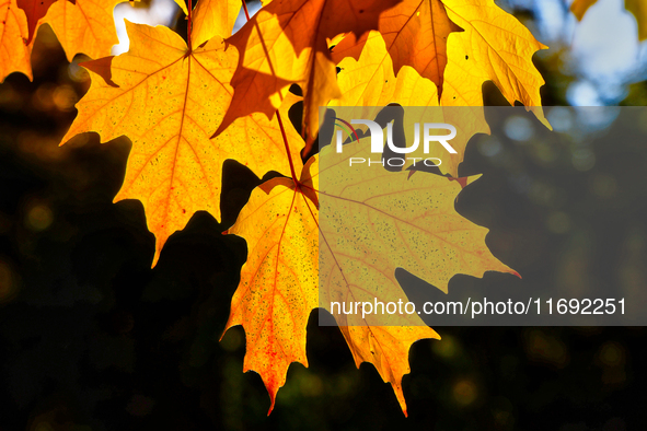 Colorful leaves appear during the autumn season in Markham, Ontario, Canada, on October 20, 2024. 