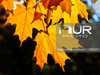 Colorful leaves appear during the autumn season in Markham, Ontario, Canada, on October 20, 2024. (