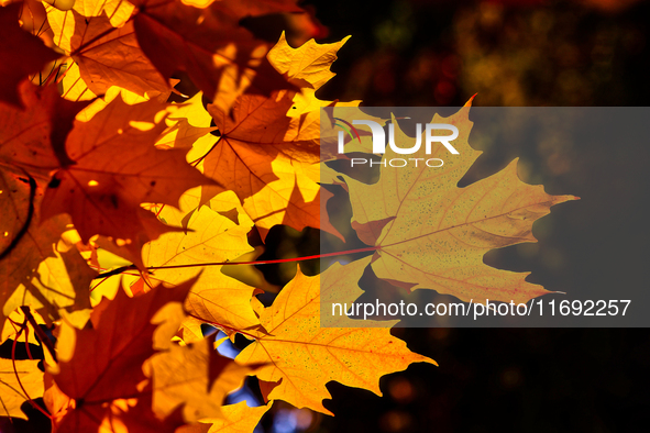 Colorful leaves appear during the autumn season in Markham, Ontario, Canada, on October 20, 2024. 