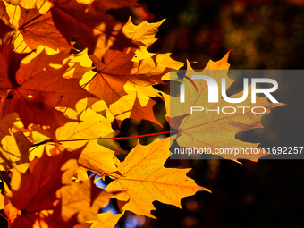 Colorful leaves appear during the autumn season in Markham, Ontario, Canada, on October 20, 2024. (