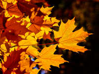 Colorful leaves appear during the autumn season in Markham, Ontario, Canada, on October 20, 2024. (