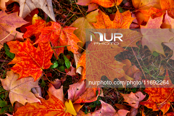 Colorful leaves cover the ground during the autumn season in Markham, Ontario, Canada, on October 20, 2024. 