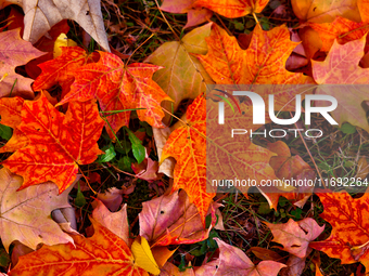 Colorful leaves cover the ground during the autumn season in Markham, Ontario, Canada, on October 20, 2024. (