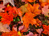 Colorful leaves cover the ground during the autumn season in Markham, Ontario, Canada, on October 20, 2024. (