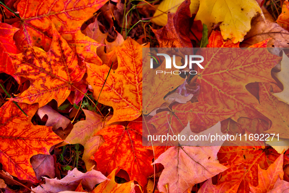 Colorful leaves cover the ground during the autumn season in Markham, Ontario, Canada, on October 20, 2024. 