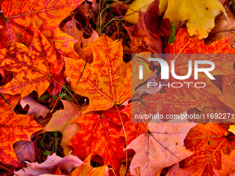 Colorful leaves cover the ground during the autumn season in Markham, Ontario, Canada, on October 20, 2024. (