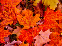 Colorful leaves cover the ground during the autumn season in Markham, Ontario, Canada, on October 20, 2024. (