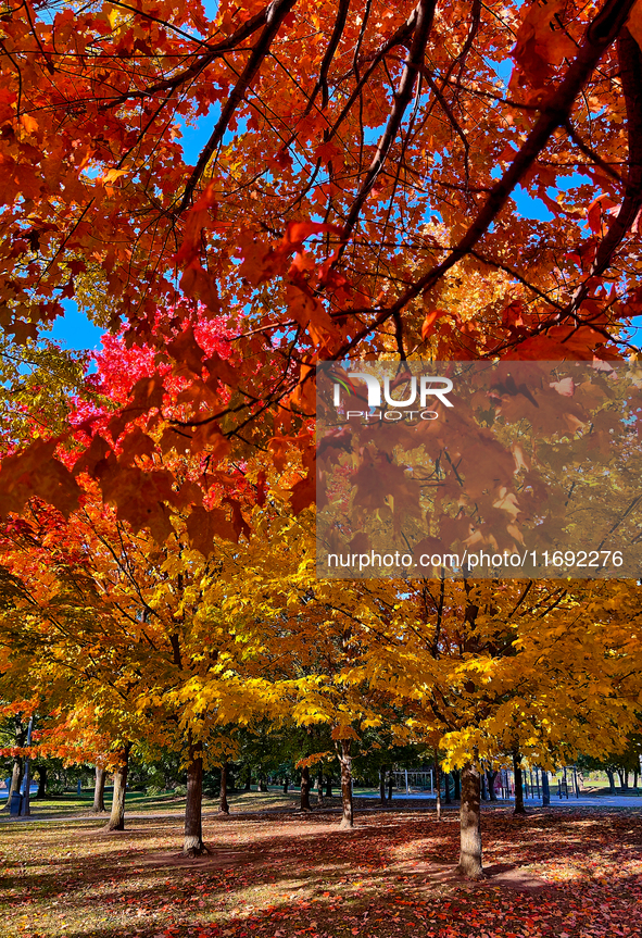 Colorful leaves appear during the autumn season in Markham, Ontario, Canada, on October 20, 2024. 