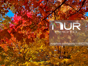 Colorful leaves appear during the autumn season in Markham, Ontario, Canada, on October 20, 2024. (