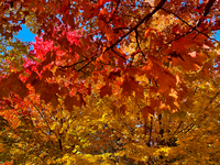 Colorful leaves appear during the autumn season in Markham, Ontario, Canada, on October 20, 2024. (