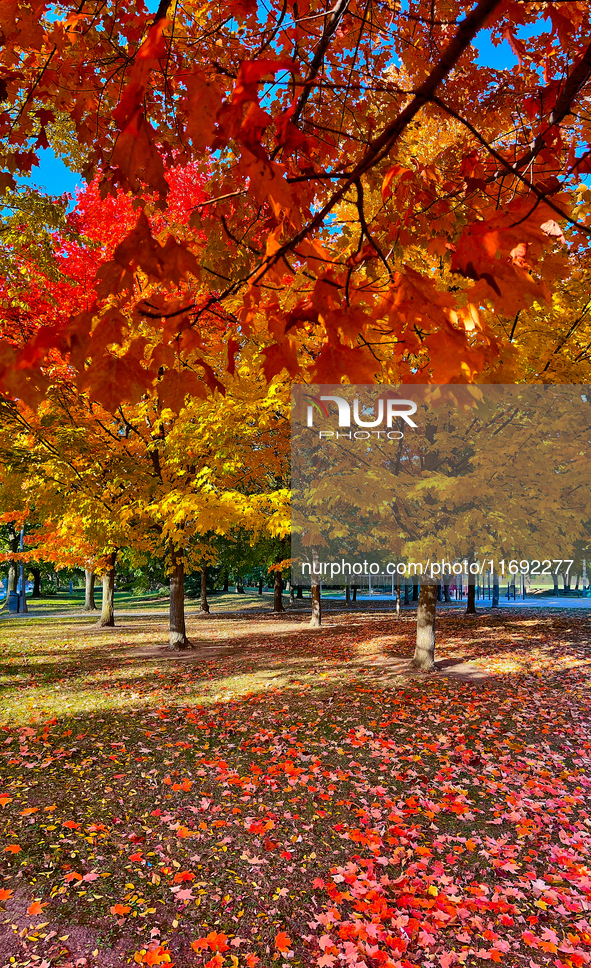 Colorful leaves appear during the autumn season in Markham, Ontario, Canada, on October 20, 2024. 