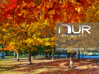 Colorful leaves appear during the autumn season in Markham, Ontario, Canada, on October 20, 2024. (