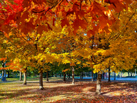 Colorful leaves appear during the autumn season in Markham, Ontario, Canada, on October 20, 2024. (