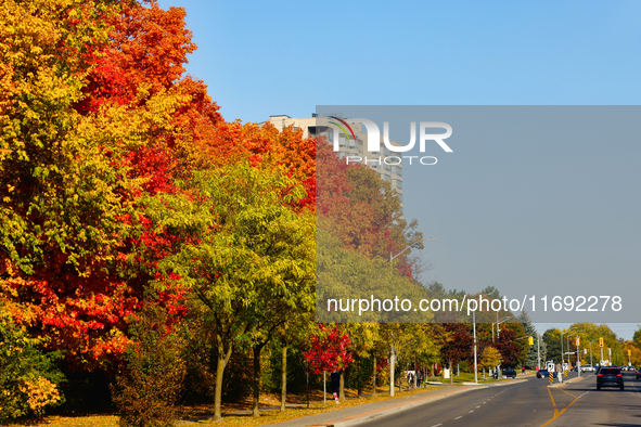 Colorful leaves appear during the autumn season in Markham, Ontario, Canada, on October 20, 2024. 