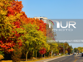 Colorful leaves appear during the autumn season in Markham, Ontario, Canada, on October 20, 2024. (