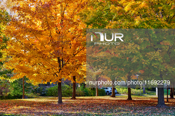 Colorful leaves appear during the autumn season in Markham, Ontario, Canada, on October 20, 2024. 