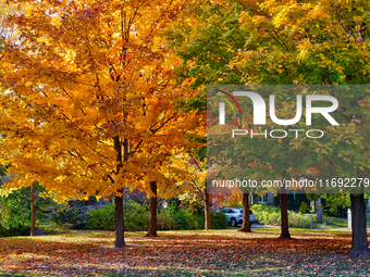 Colorful leaves appear during the autumn season in Markham, Ontario, Canada, on October 20, 2024. (