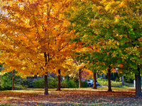 Colorful leaves appear during the autumn season in Markham, Ontario, Canada, on October 20, 2024. (