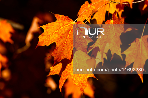 Colorful leaves appear during the autumn season in Markham, Ontario, Canada, on October 20, 2024. 