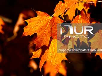 Colorful leaves appear during the autumn season in Markham, Ontario, Canada, on October 20, 2024. (