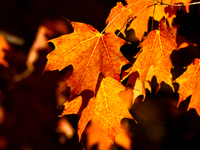 Colorful leaves appear during the autumn season in Markham, Ontario, Canada, on October 20, 2024. (