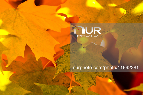 Colorful leaves appear during the autumn season in Markham, Ontario, Canada, on October 20, 2024. 