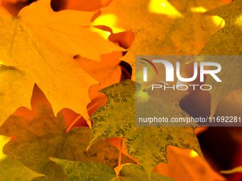 Colorful leaves appear during the autumn season in Markham, Ontario, Canada, on October 20, 2024. (