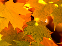 Colorful leaves appear during the autumn season in Markham, Ontario, Canada, on October 20, 2024. (