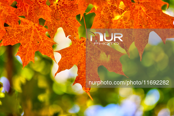 Colorful leaves appear during the autumn season in Markham, Ontario, Canada, on October 20, 2024. 