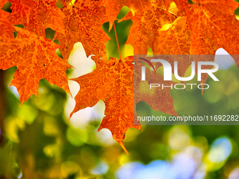 Colorful leaves appear during the autumn season in Markham, Ontario, Canada, on October 20, 2024. (